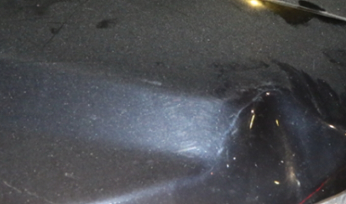 Figure 2 – Damage to the front hood of the SO’s police vehicle